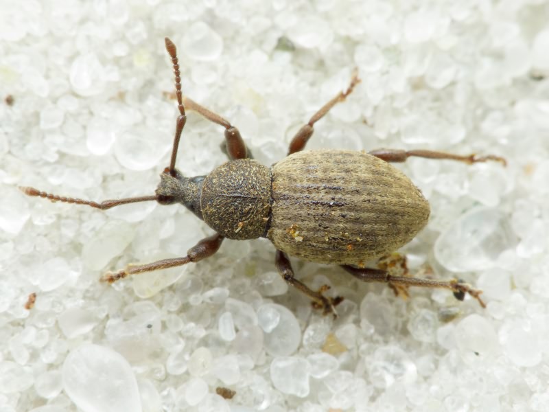 Otiorhynchus raucus (Fabricius, 1777)